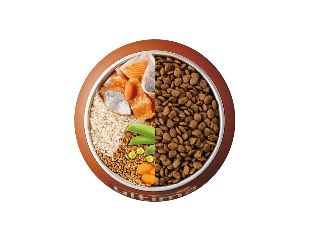 Saumon, riz, céréales complètes et légumes