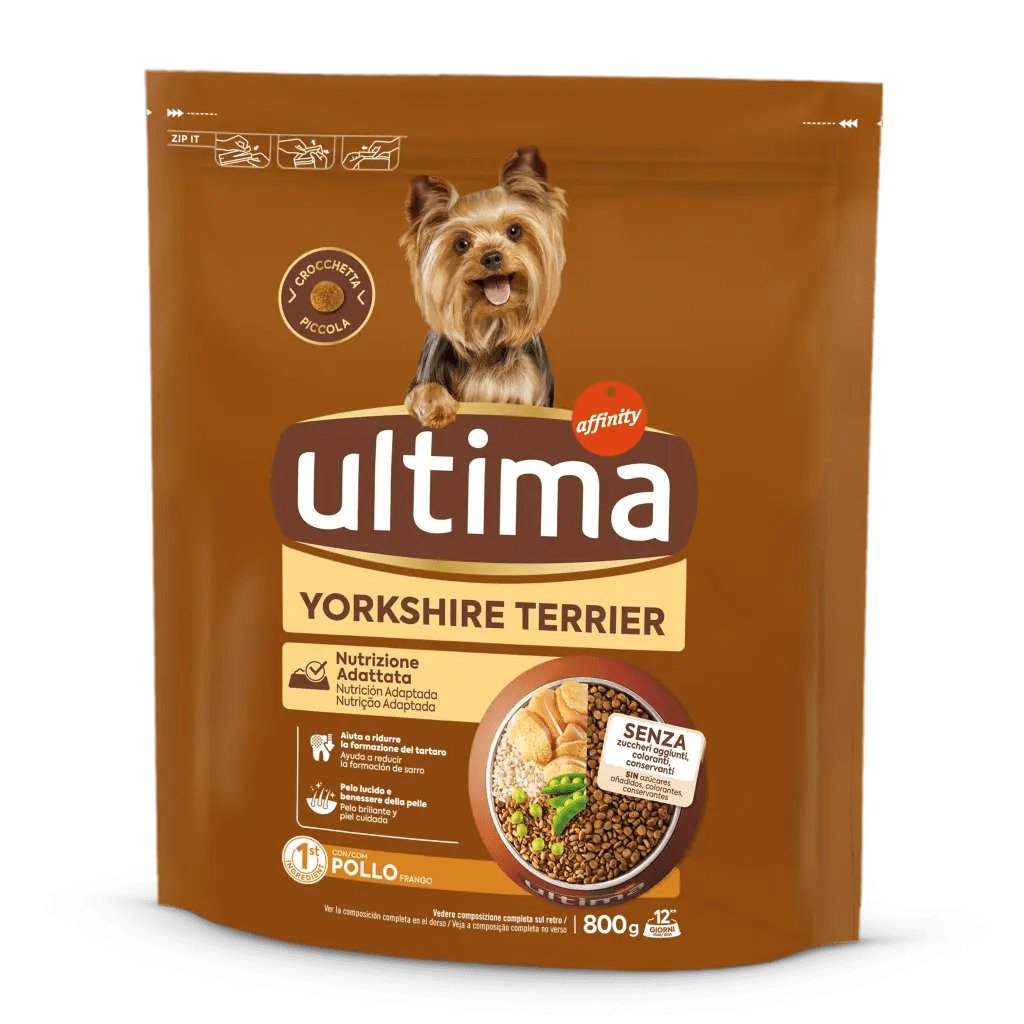 Petit Yorkshire Terrier avec du Poulet