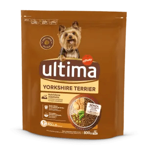 Petit Yorkshire Terrier avec du Poulet