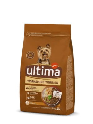 Petit Yorkshire Terrier amb Pollastre
