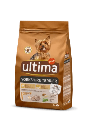 Mini Yorkshire Terrier con Pollo