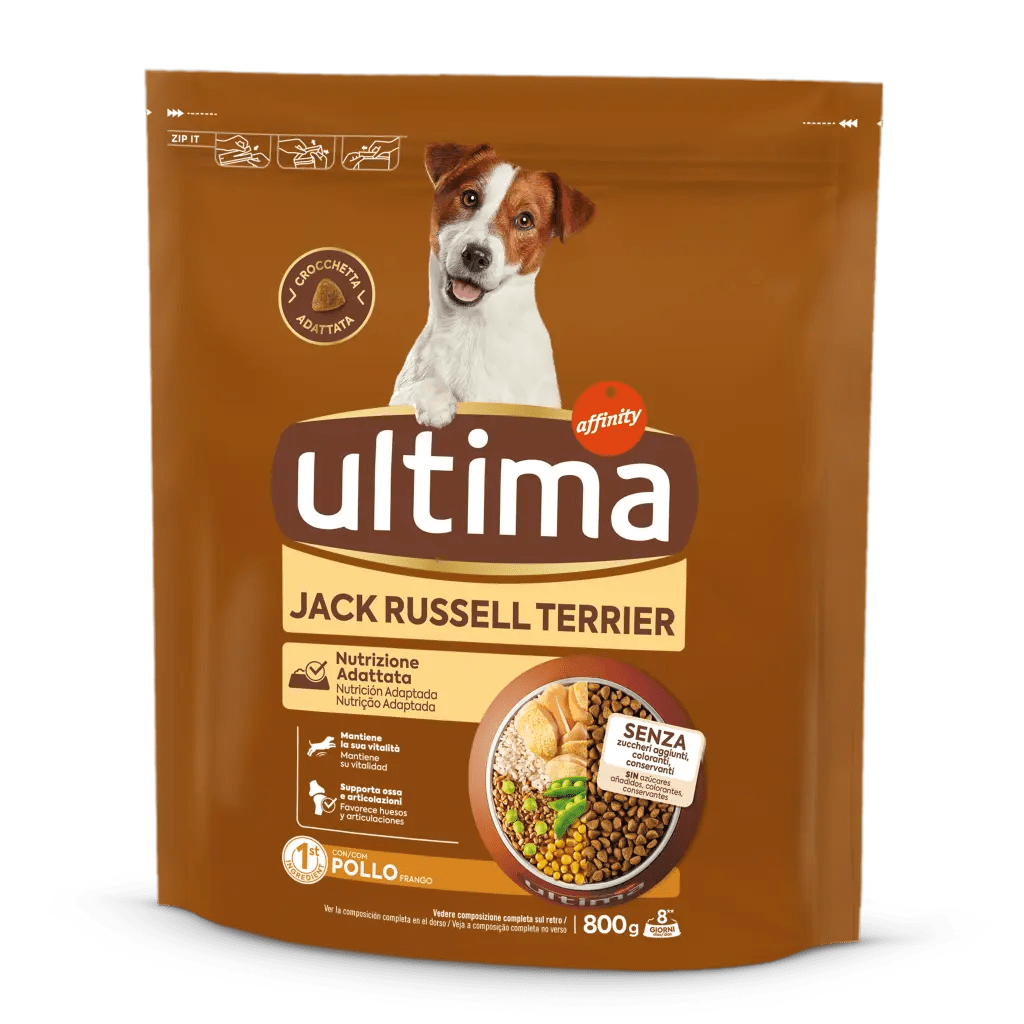 Small Jack Russell with Chicken