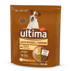 Small Jack Russell with Chicken